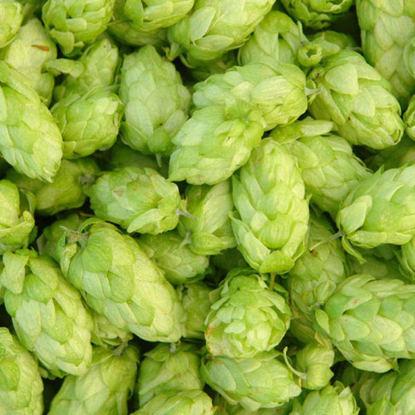 雪域满江啤酒花150克