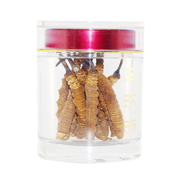 三江源青海玉树冬虫夏草罐装25克